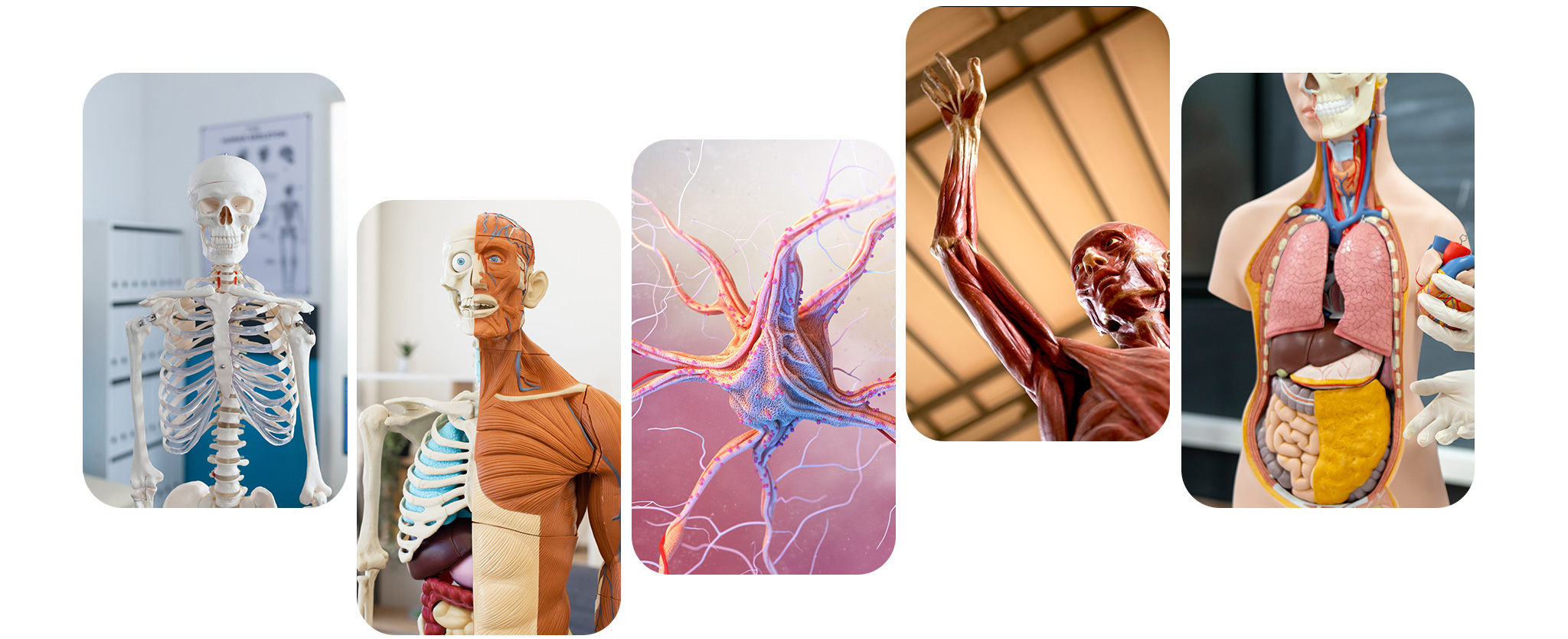 3D virtual cadaver model for medical learning designed by Woow Reality.